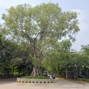 Dense Green Tree 